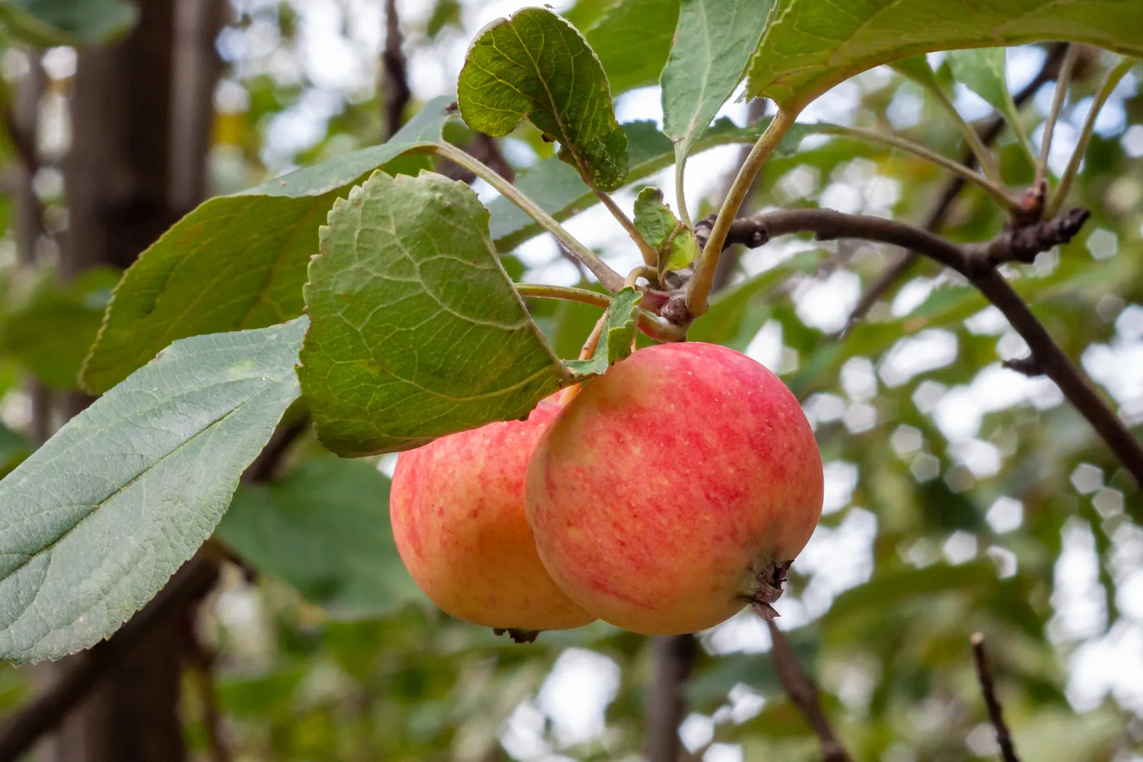 Äpple TRULSA® E ('SLUBGD1458'), inkl. uppbindnings kit - bild 3