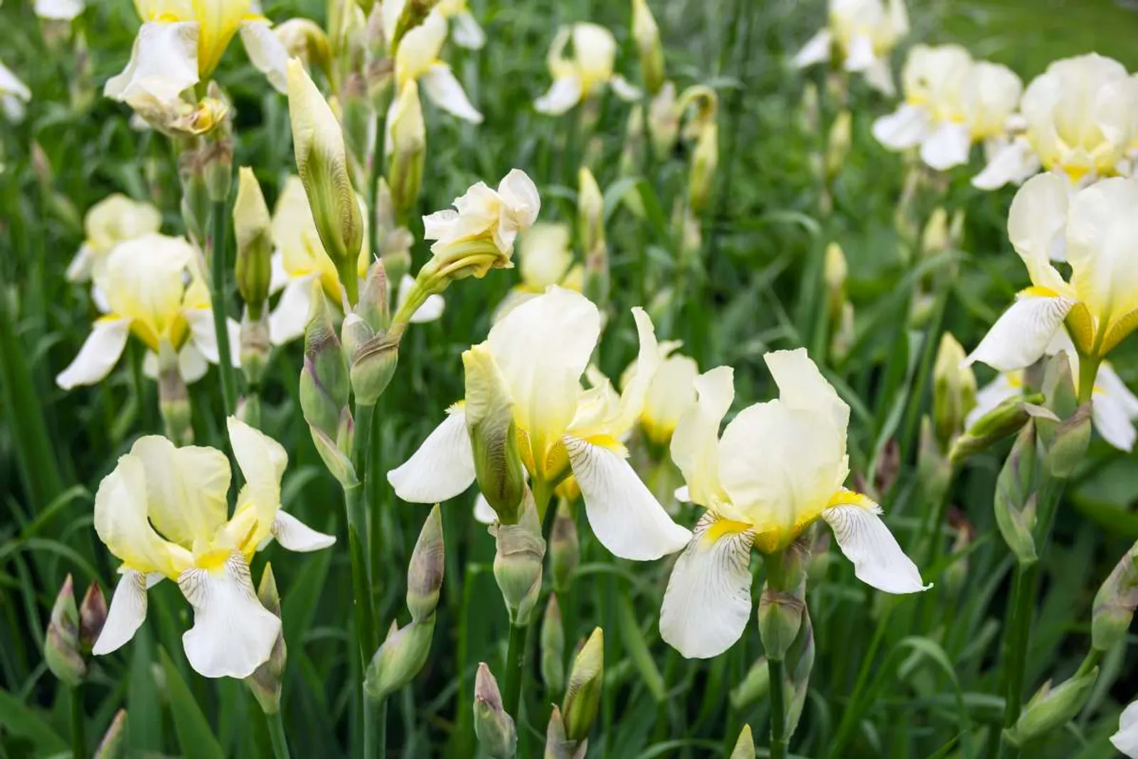 Violiris 'Snow Queen' med vita blommor, elegant perenn för fuktiga och halvskuggiga lägen.