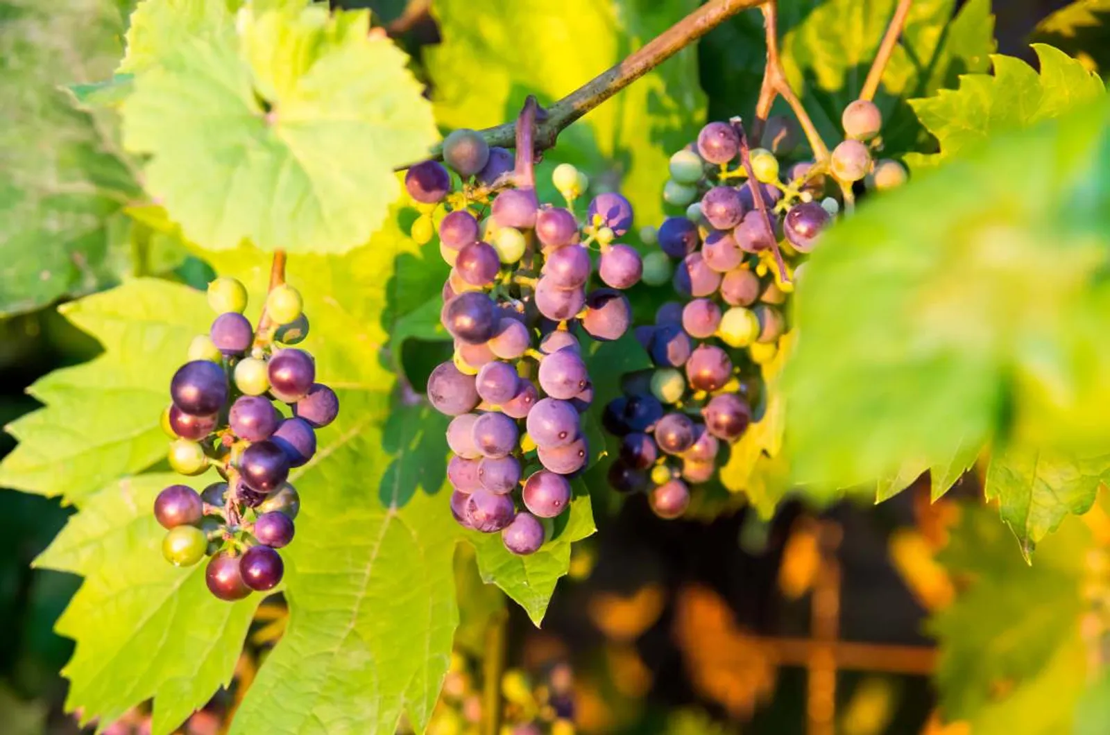 Vindruva 'Glorie Boskoop', 10-pack — närbild