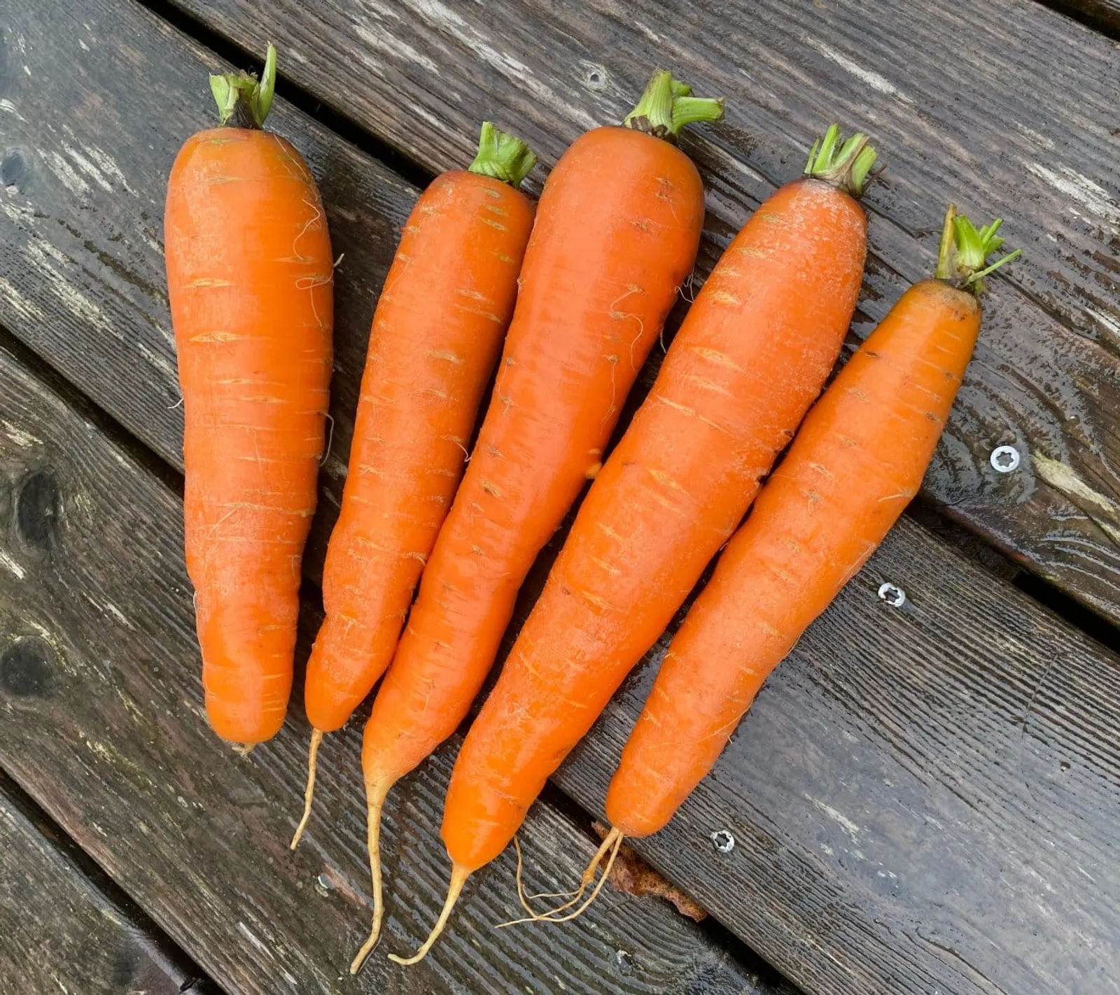 Amiva morot frö med orange morötter
