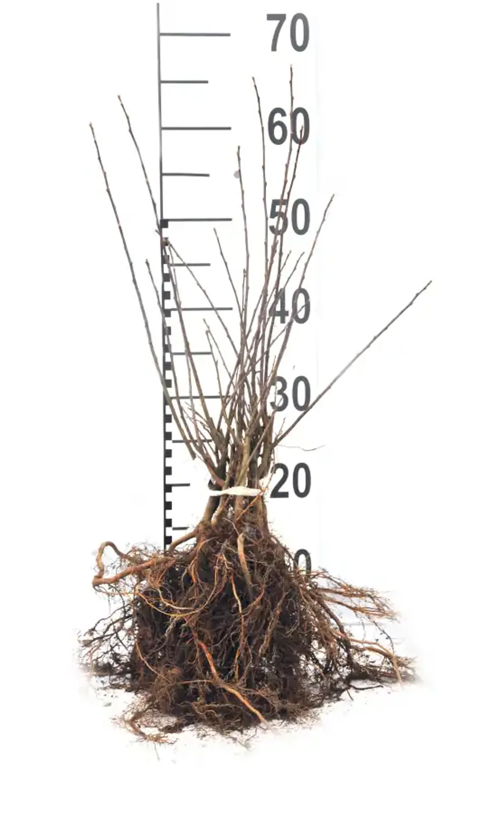 Bukettapel, 30-50 cm — detalj 4