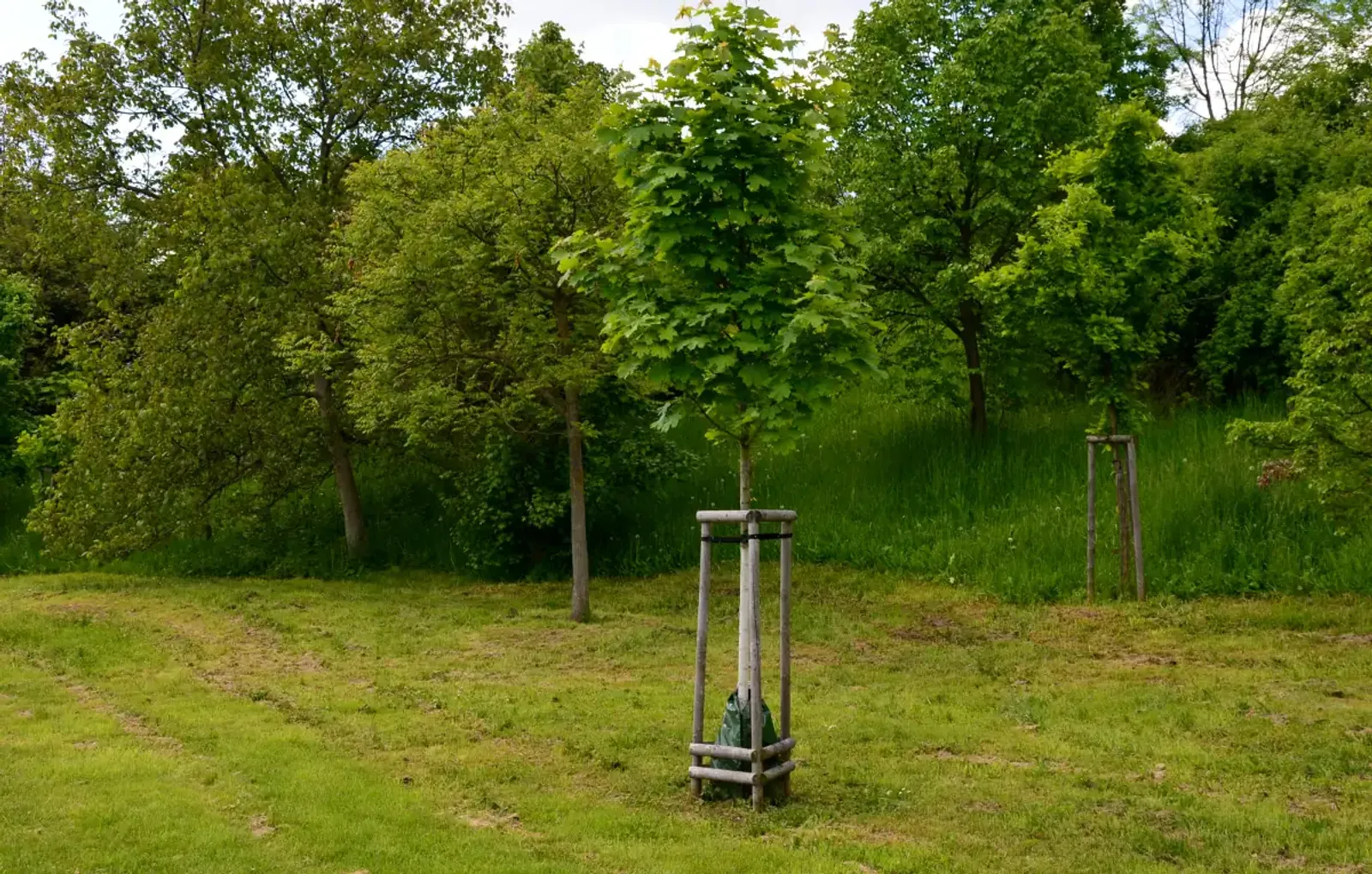 Högstammat skogslönnträd med gröna blad, planterat i grön gräsmatta, stödd av trästativ för stabilitet.