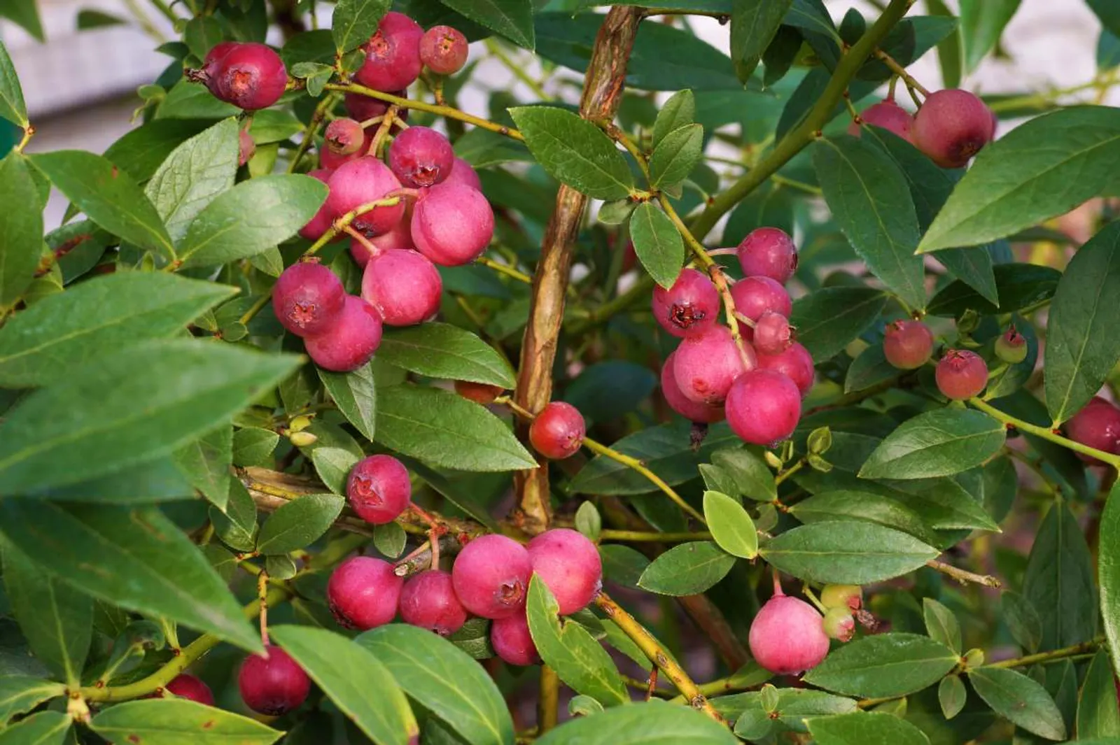 Mogna rosa blåbär 'Pink Lemonade' på frodigt grönt bladverk i trädgårdsmiljö