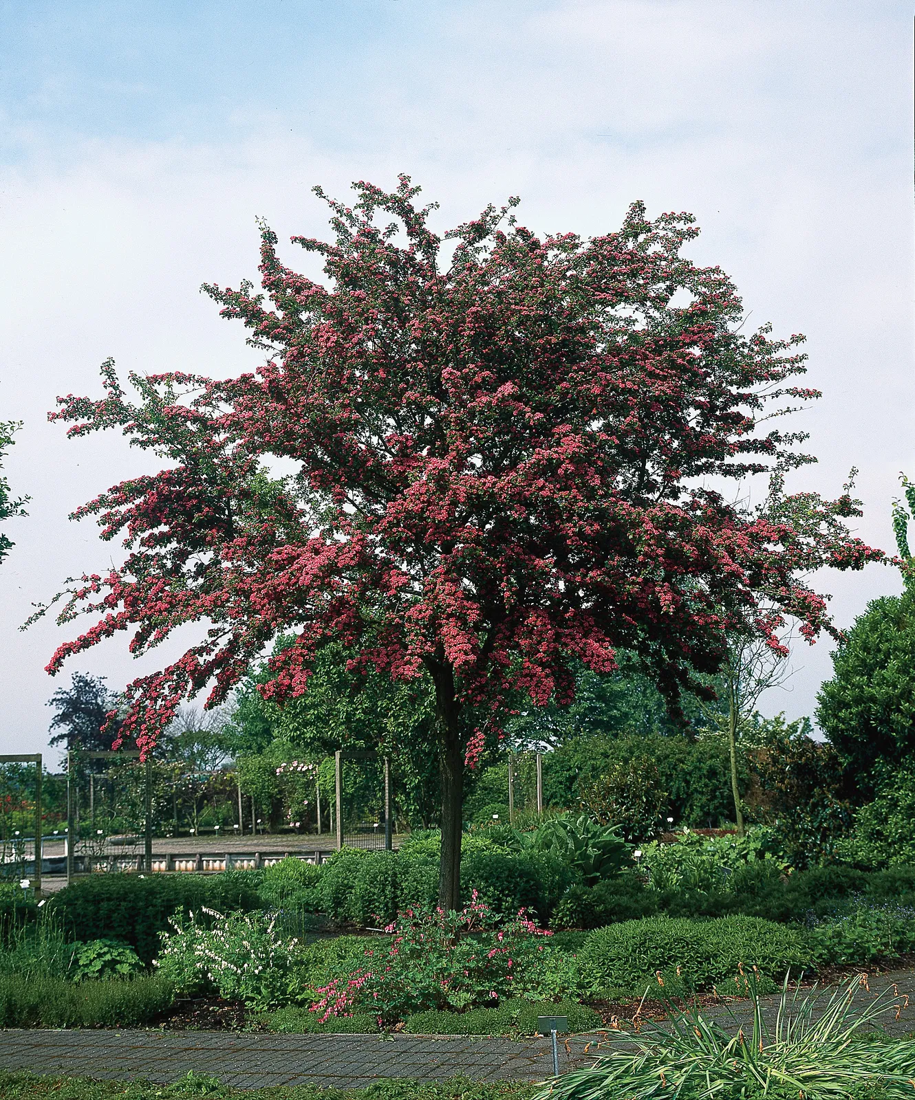 Rosenhagtorn 'Paul's Scarlet', Sh 120-130 - bild 1