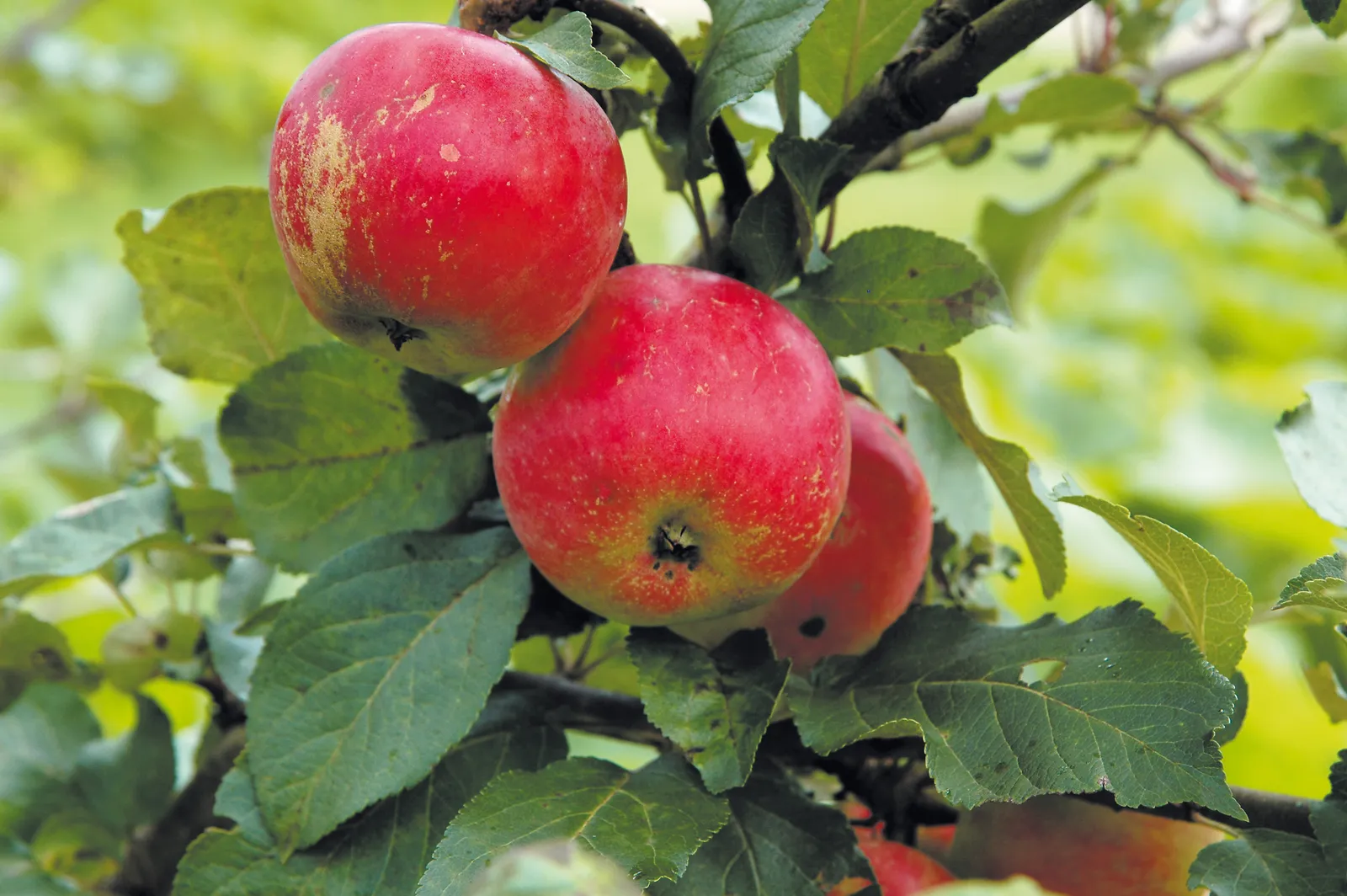 Äpple 'Alice' - bild 3