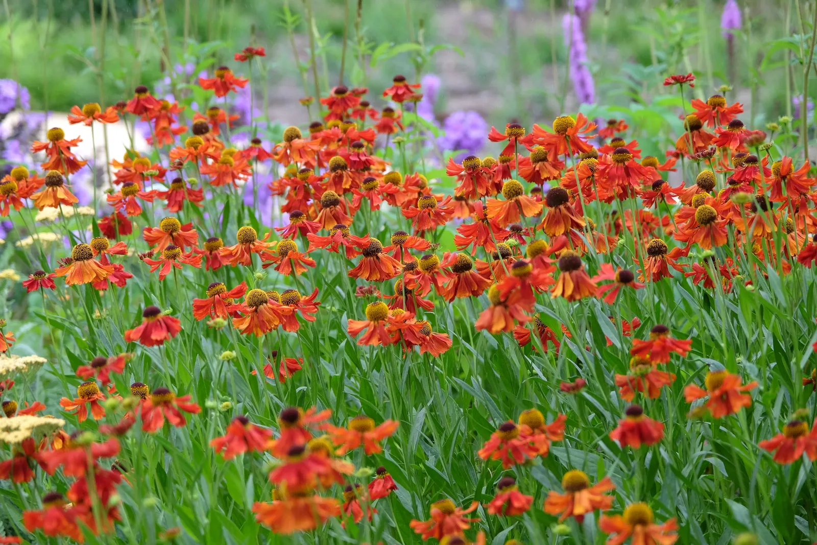 Trädgårdssolbrud 'Moerheim Beauty' - bild 4
