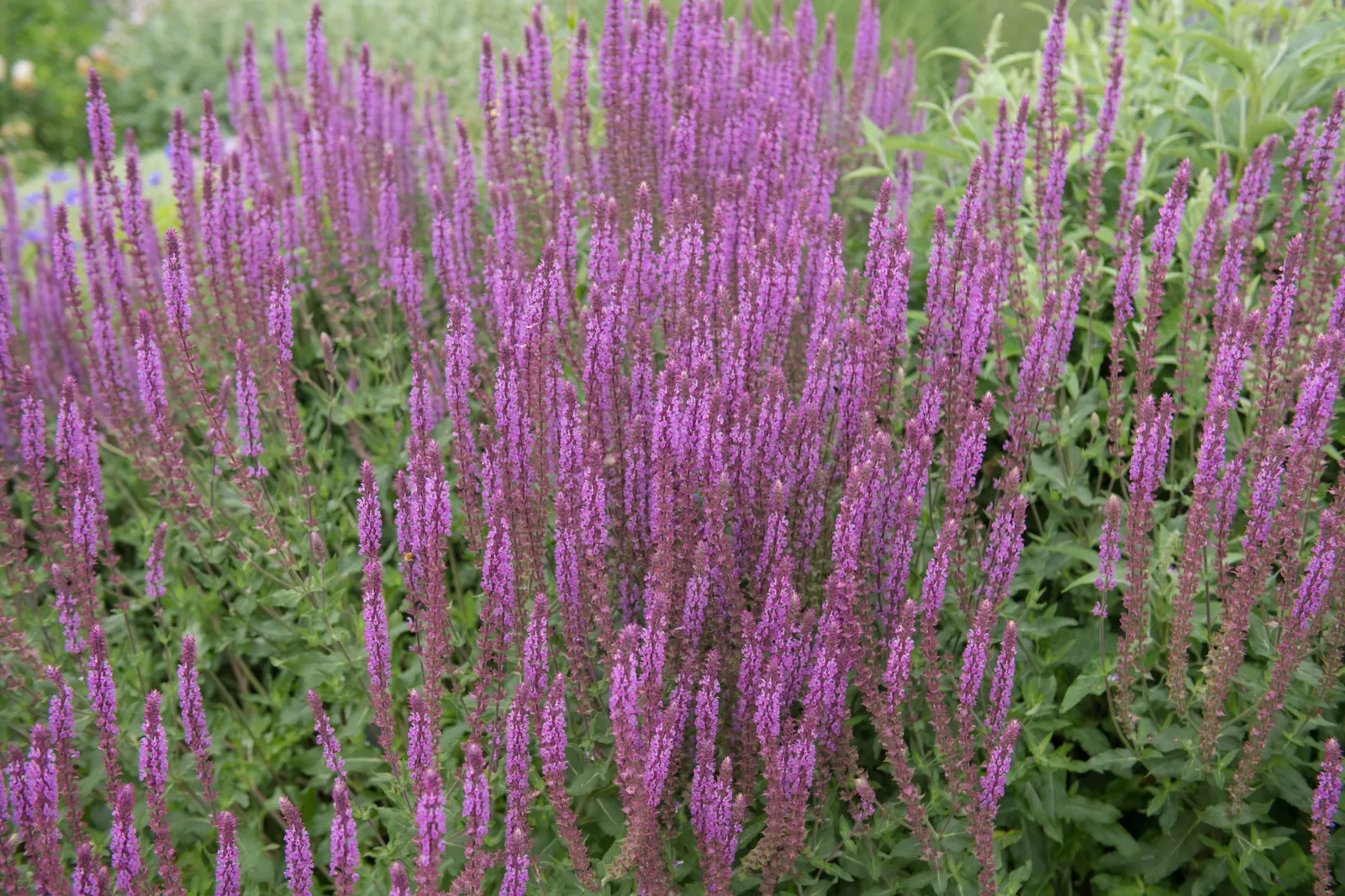 Stäppsalvia 'Amethyst' - bild 1