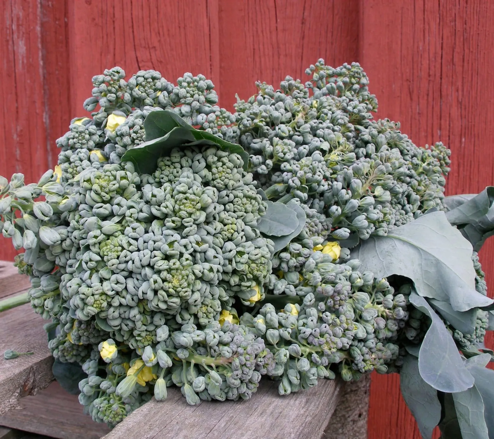 Piracicaba broccoli frö med grön broccolihuvud