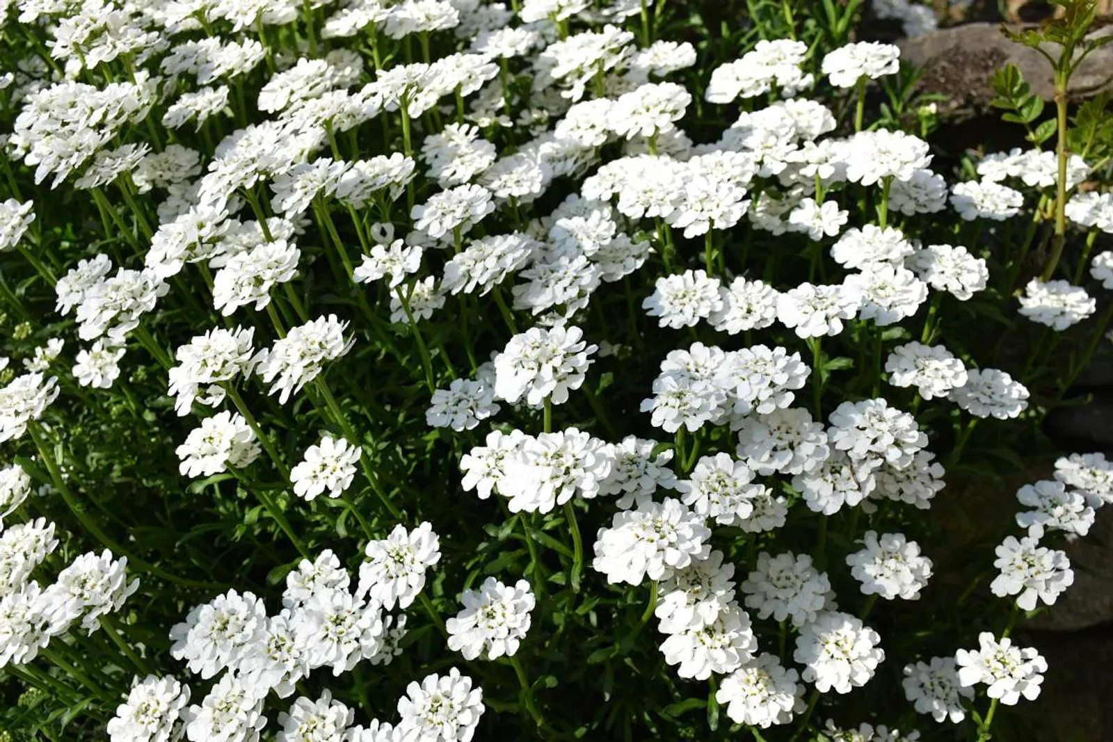 Vinteriberis 'Schneeflocke' med vita blommor, vintergrön perenn för stenpartier och rabattkanter.