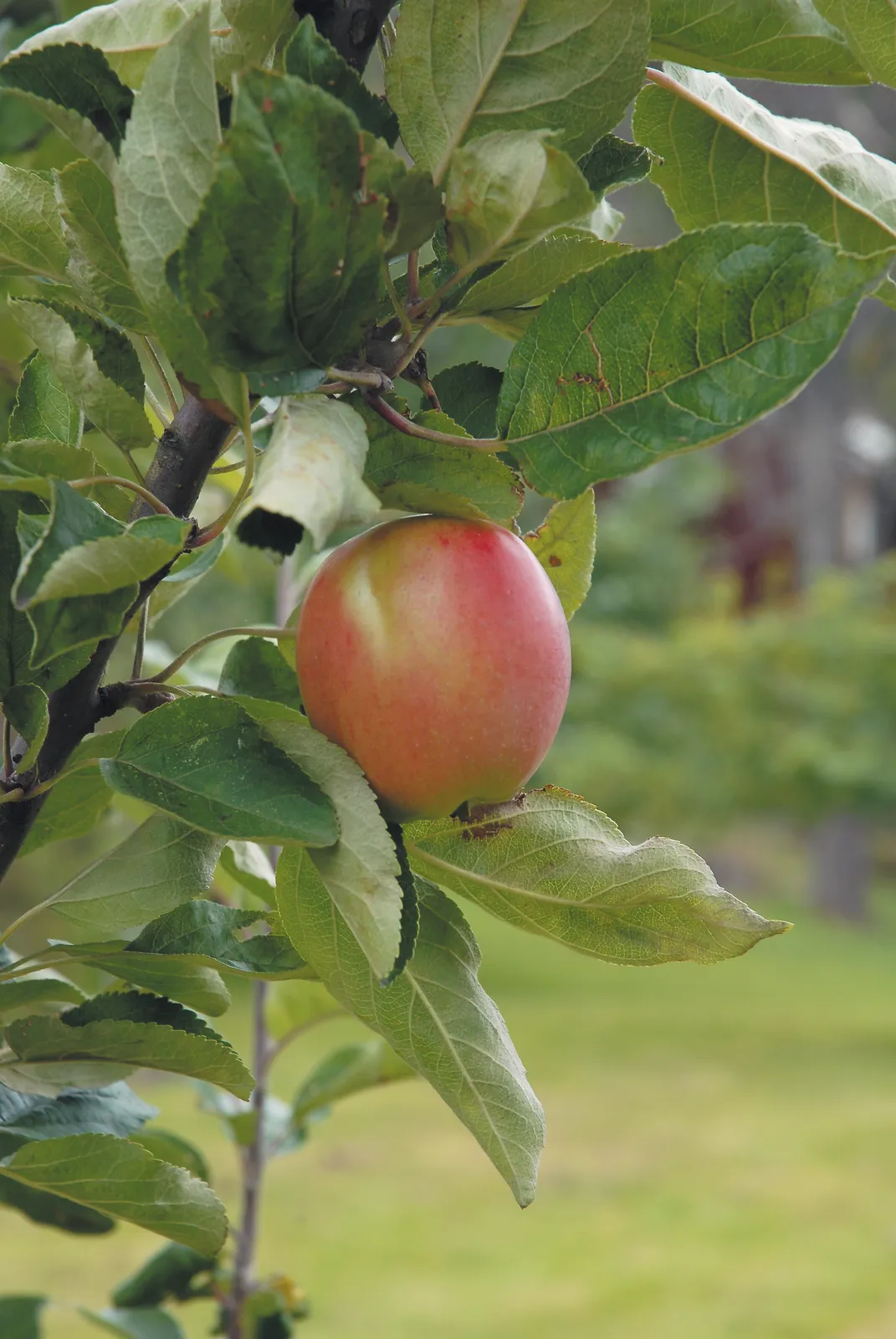 Äpple 'Åkerö' - bild 1