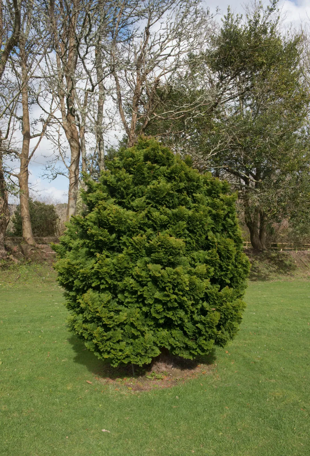 Japansk ädelcypress 'Nana Gracilis', 20-25 cm - bild 3