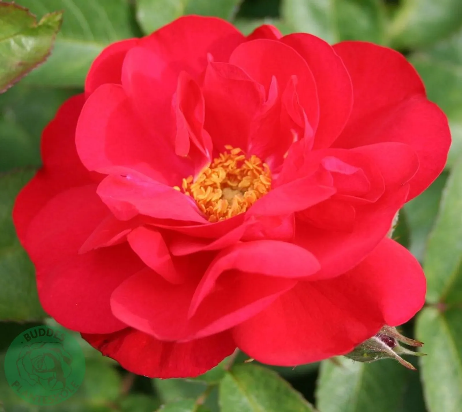 Rugosa-ros HANSALAND ('Korhassi') - bild 1
