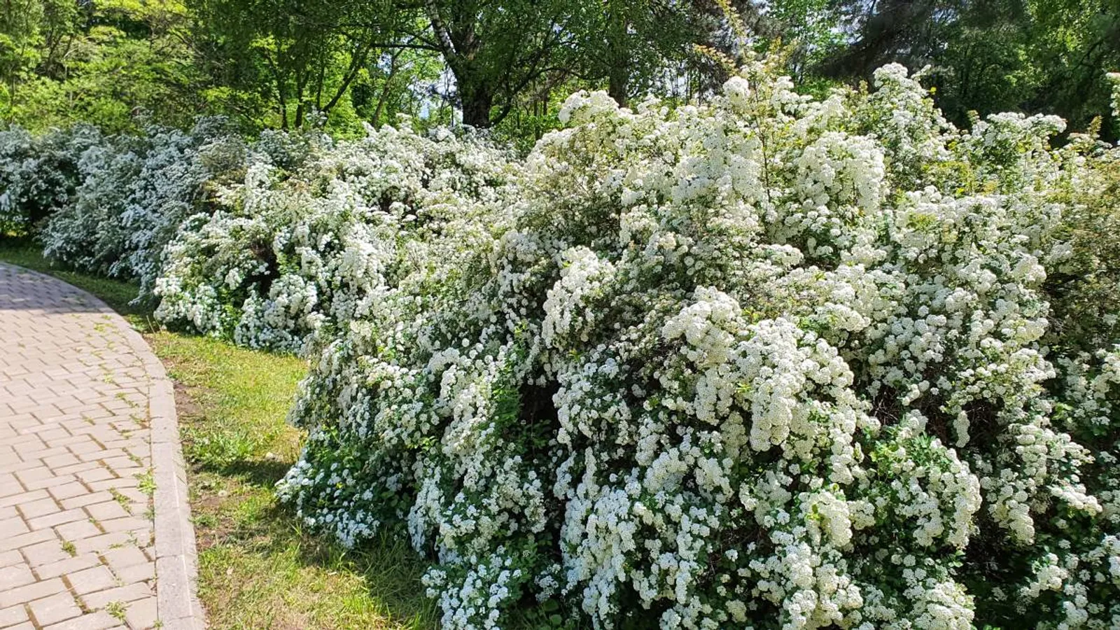 Bukettspirea, 20-40 cm — detalj 3