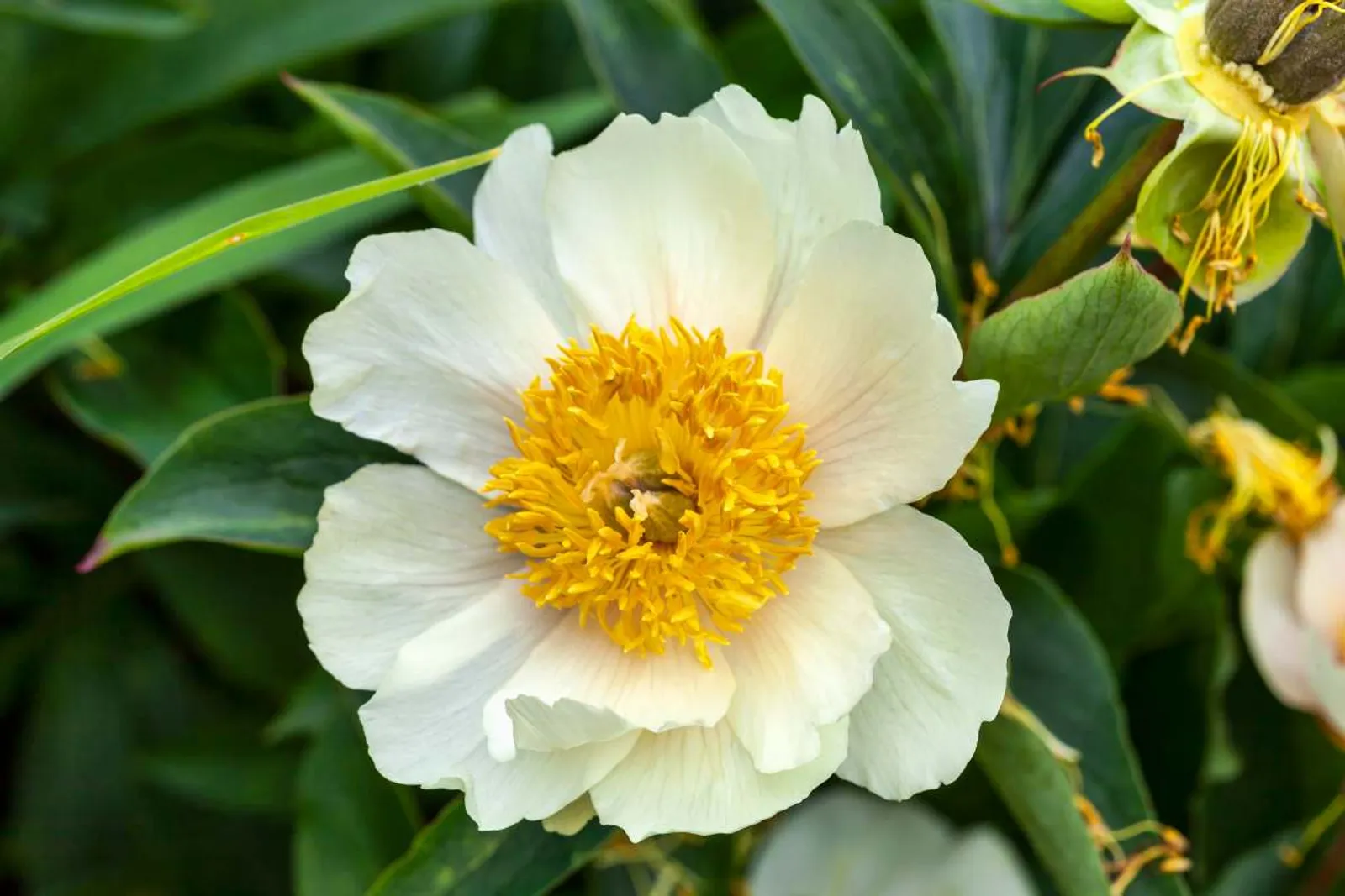 Luktpion 'Claire De Lune' med ljusgul blomma och gyllene ståndare, omgiven av gröna blad, perfekt för trädgården.