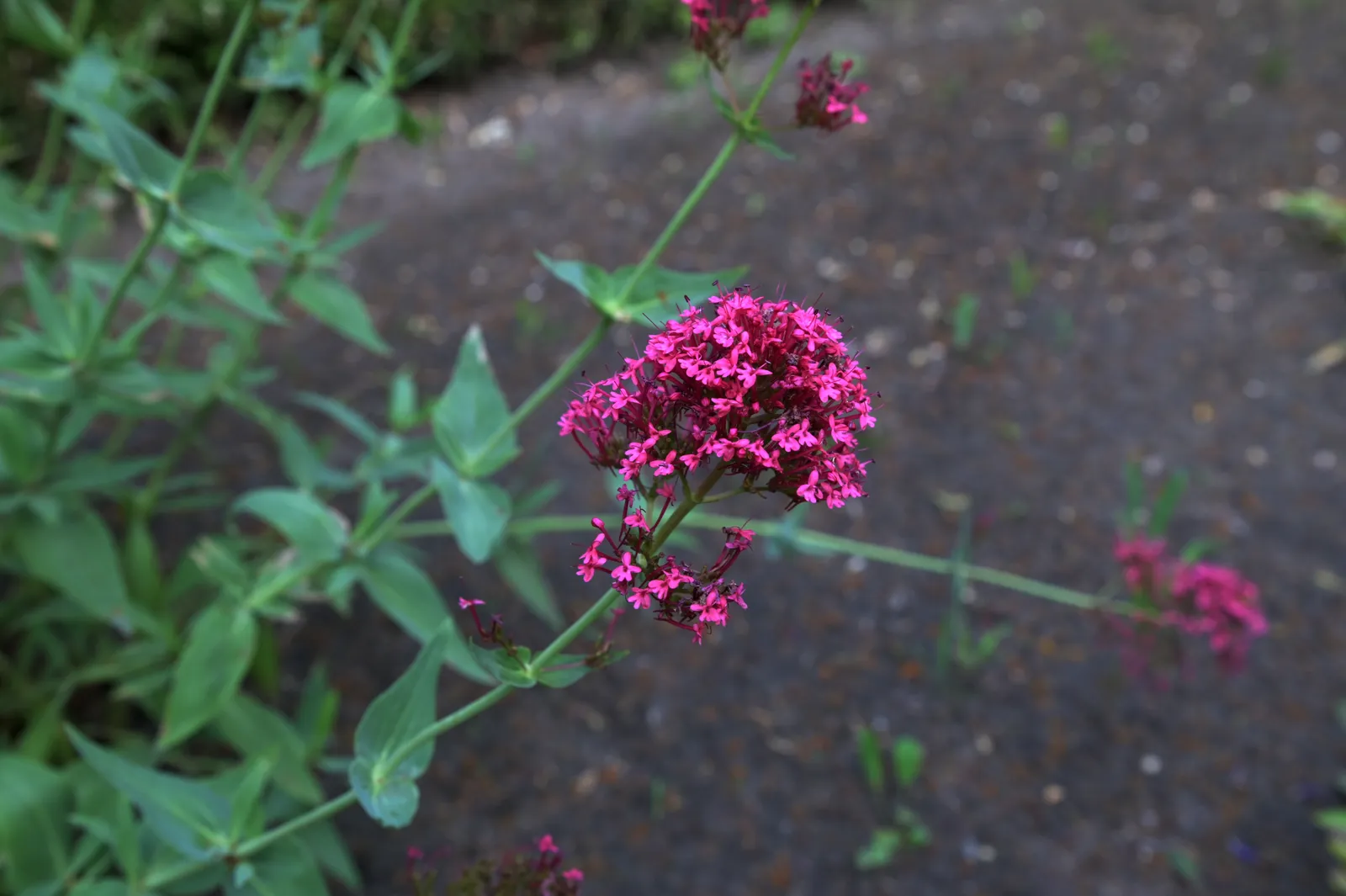Flerårig pipört 'Coccineus' - bild 2