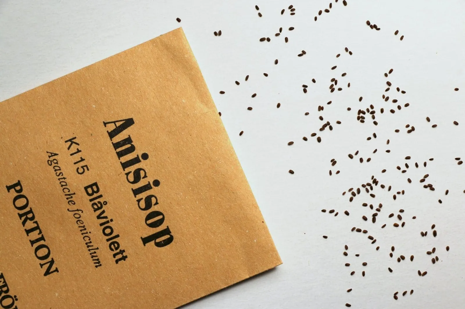 Anisisop, blåviolett anisisop frö med blå anisisopblommor