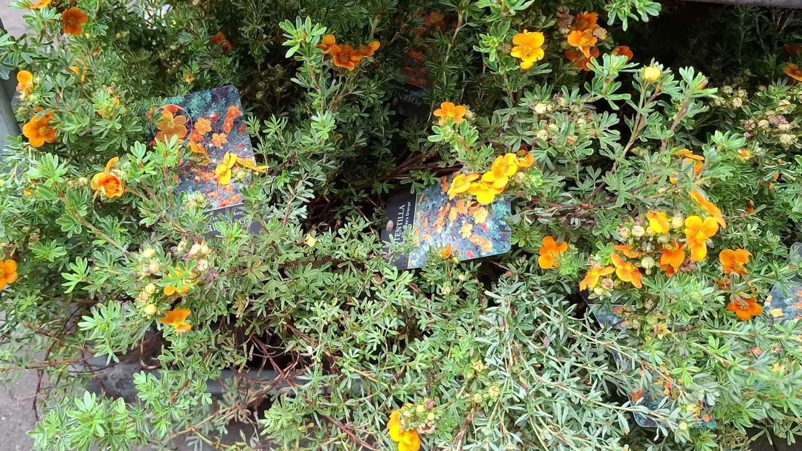 Trädgårdstok 'Hopsleys Orange' - bild 2