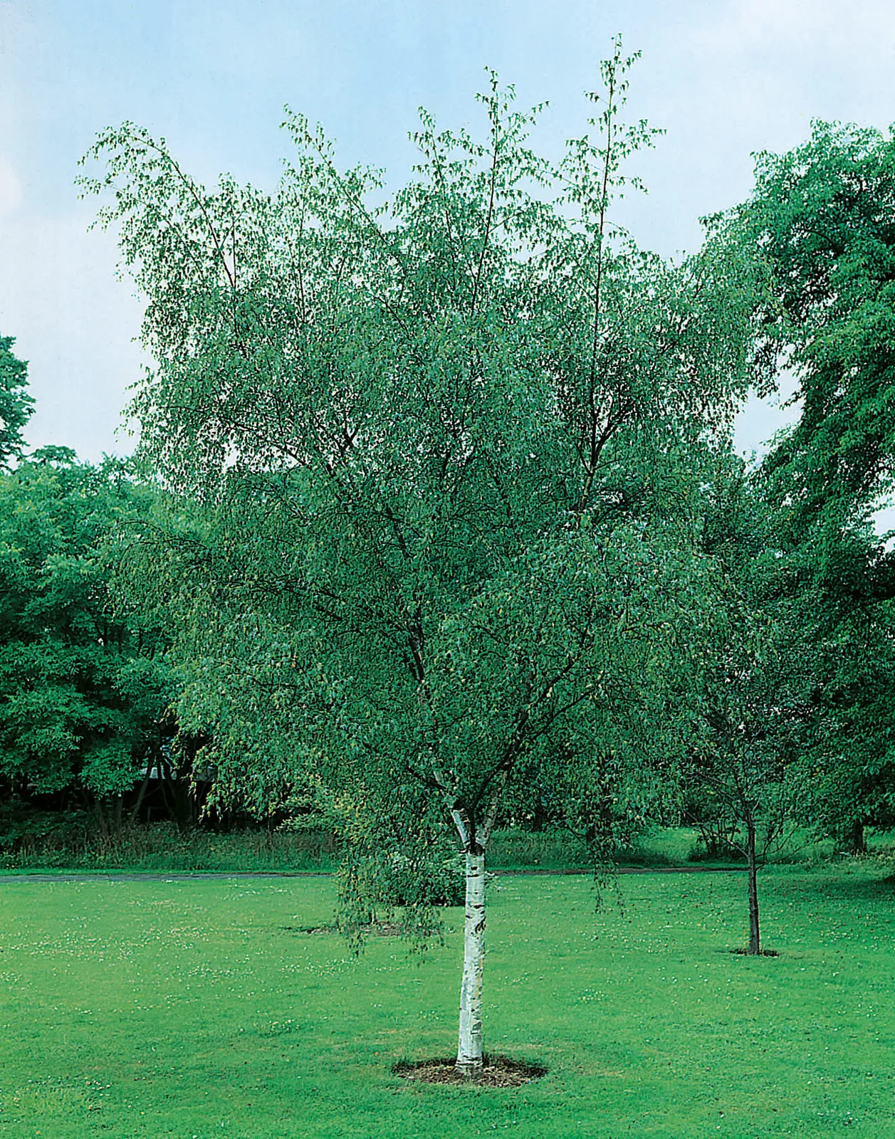 Vårtbjörk, Utr 125-150 - bild 1