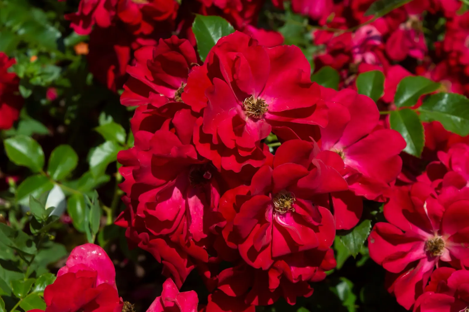 Floribundaros AUSTRIANA ('Tanaistrua') - bild 3
