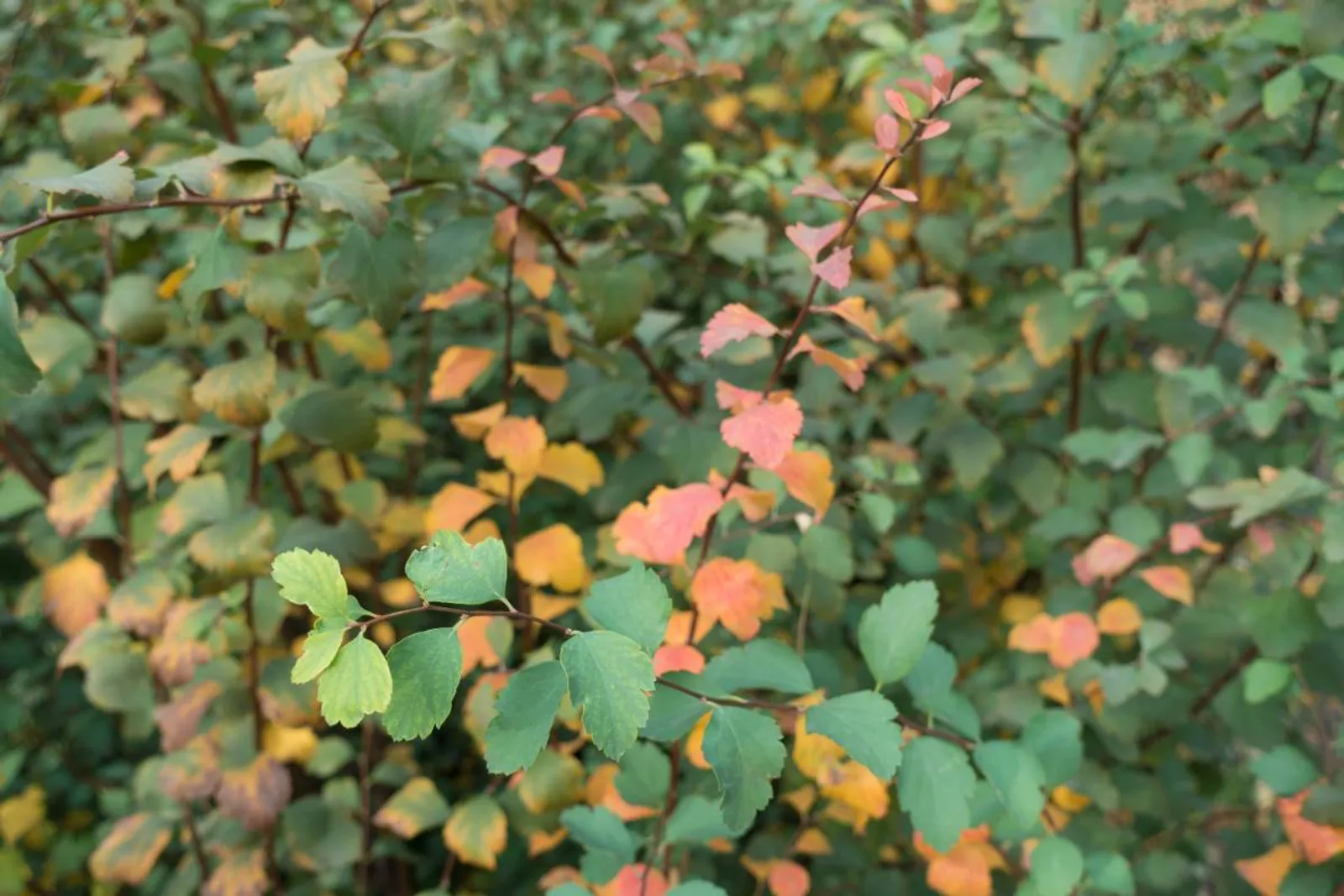 Bukettspirea, 20-40 cm — detalj 4