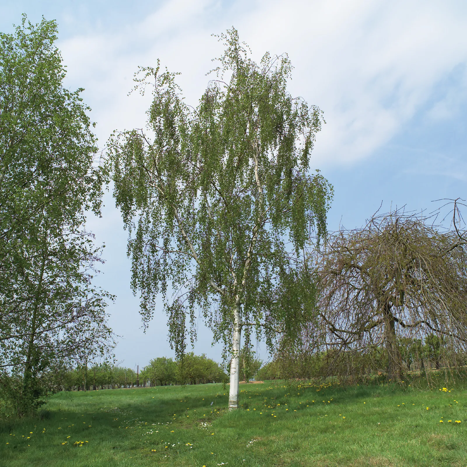 Hängbjörk, Utr 150-200 - bild 1