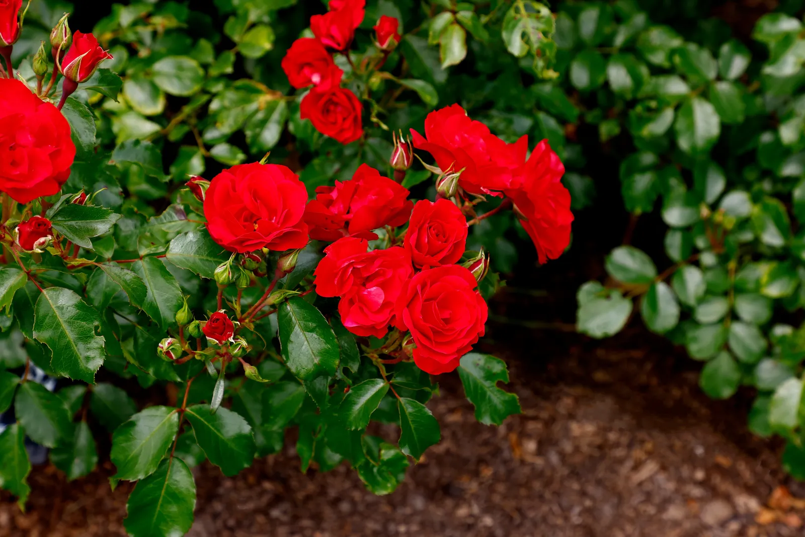 Floribundaros ALLOTRIA ('Tanal') - bild 3