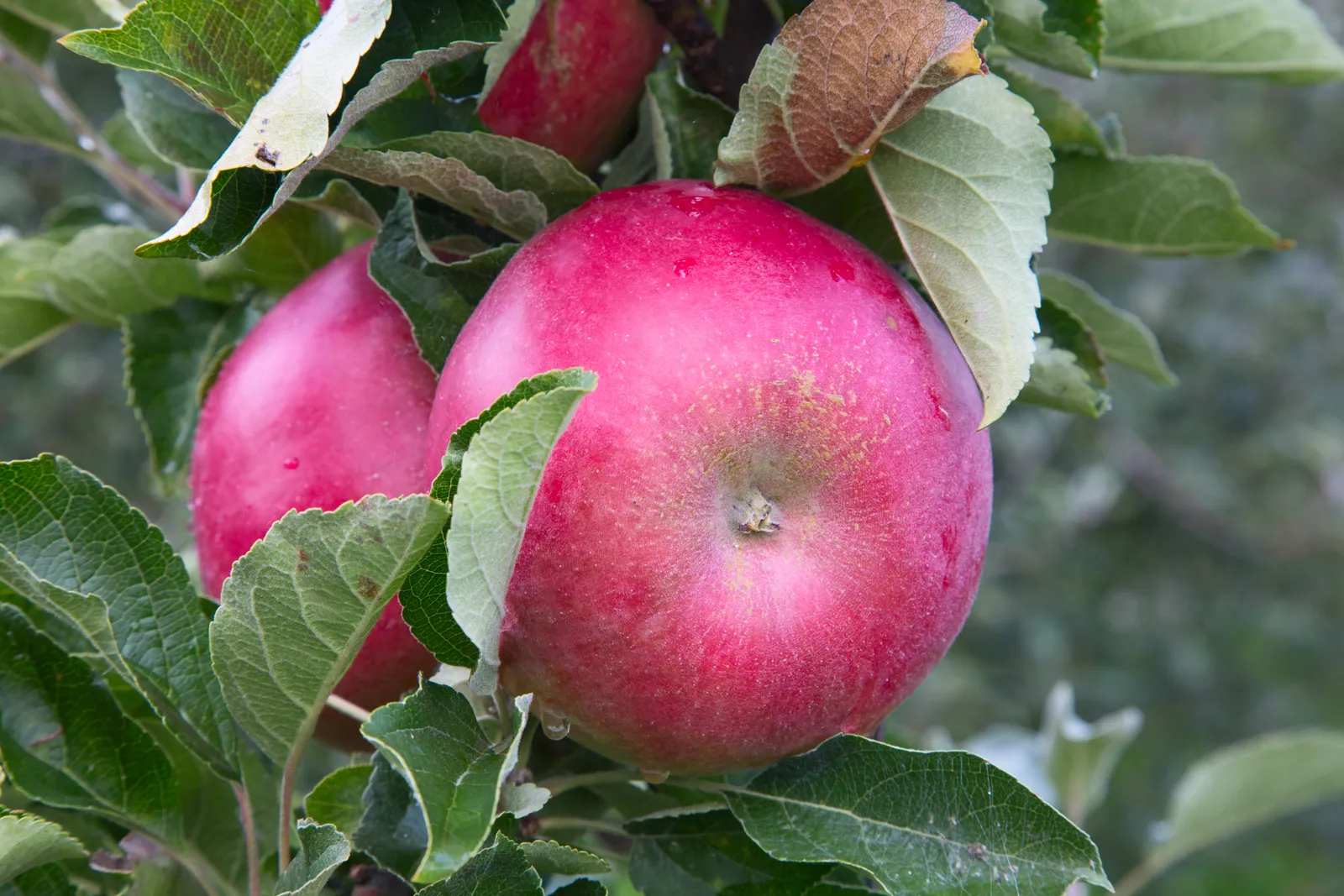 Äpple 'Mio' E, inkl. uppbindnings kit - bild 2