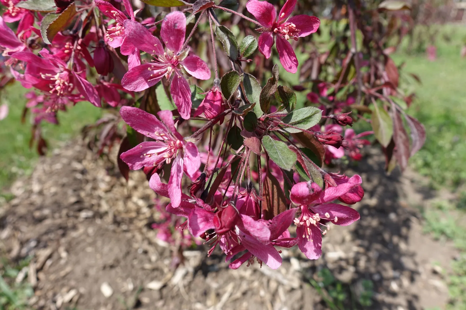 Prydnadsapel 'Royal Beauty', Sh 120 - bild 2