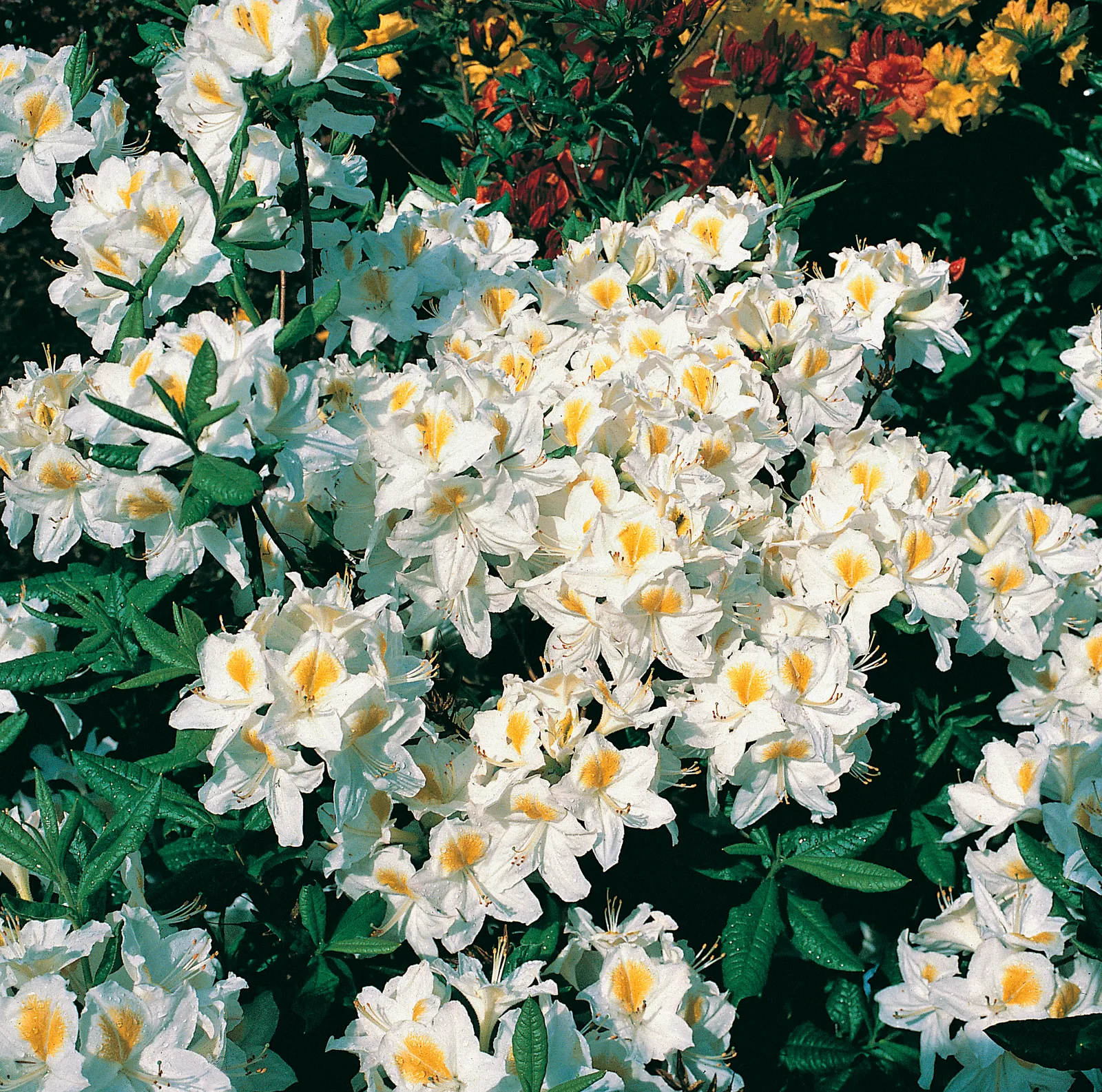 Trädgårdsazalea 'Persil', 30-40 cm - bild 1