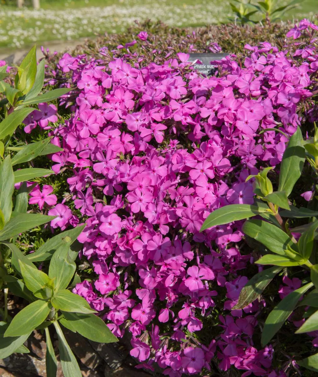 Mossflox 'Mcdaniel's Cushion' med rosa blommor, tät marktäckare för soliga stenpartier.