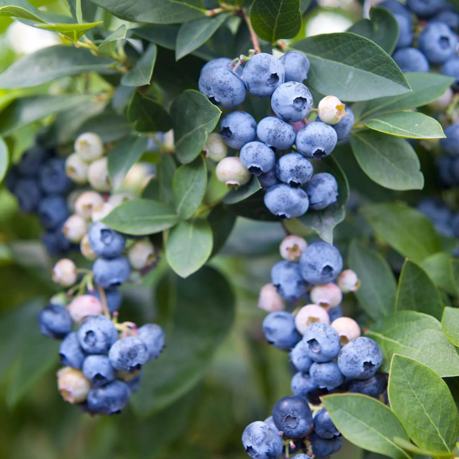 Amerikanskt Blåbär 'Olle' buske med mogna blå blåbär och omogna rödaktiga bär bland frodiga gröna blad