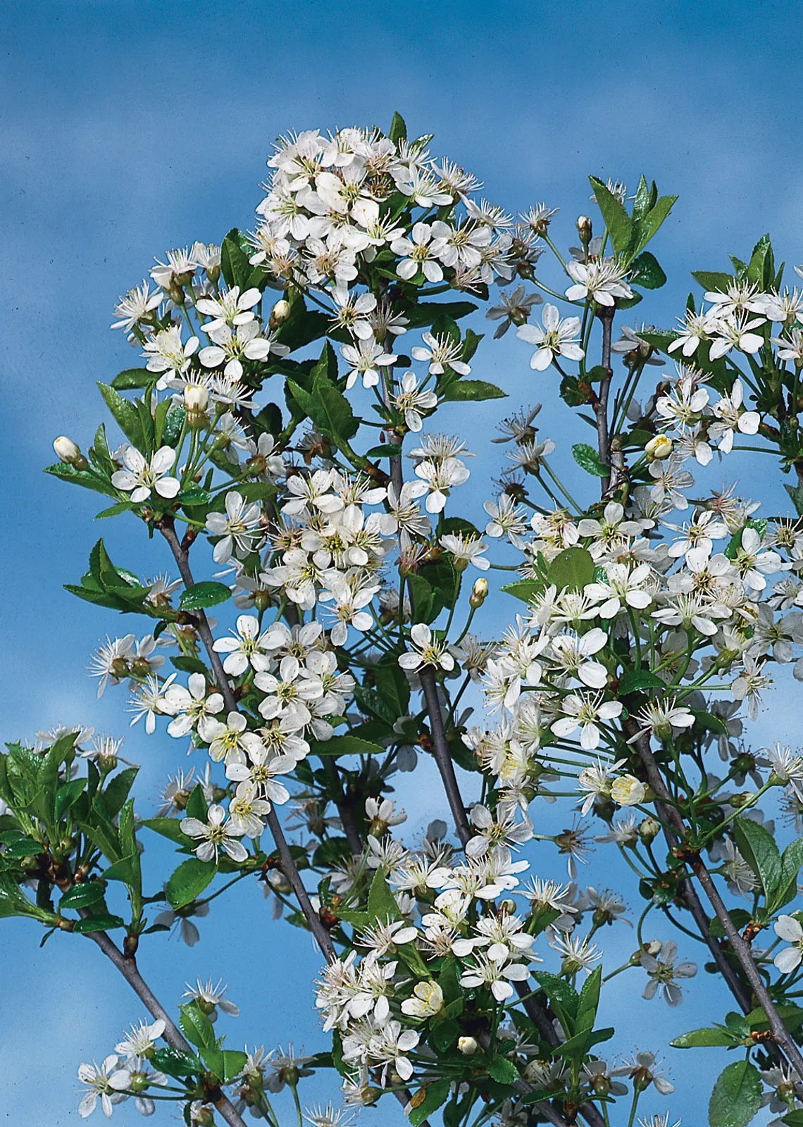 Klotkörsbär, Sh 100-120 - bild 2