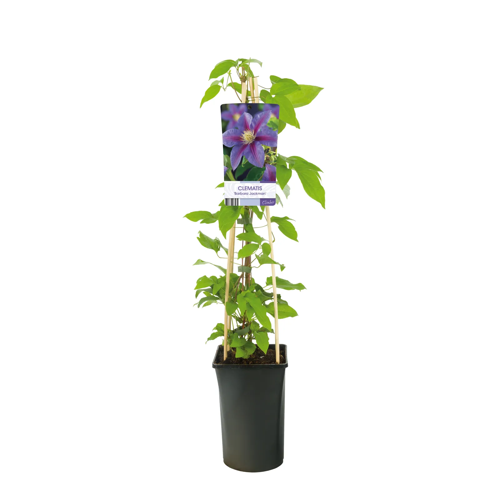 Klematis (Tidiga Storblommiga Gruppen) 'Barbara Jackman' - bild 2