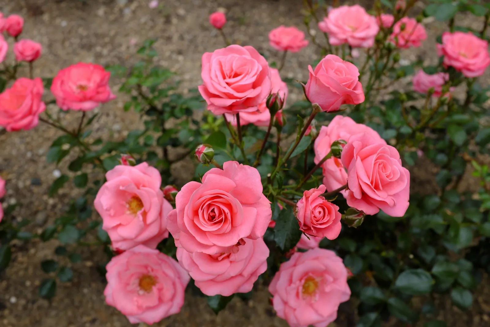 Floribundaros BELLA ROSA ('Korwonder') - bild 3