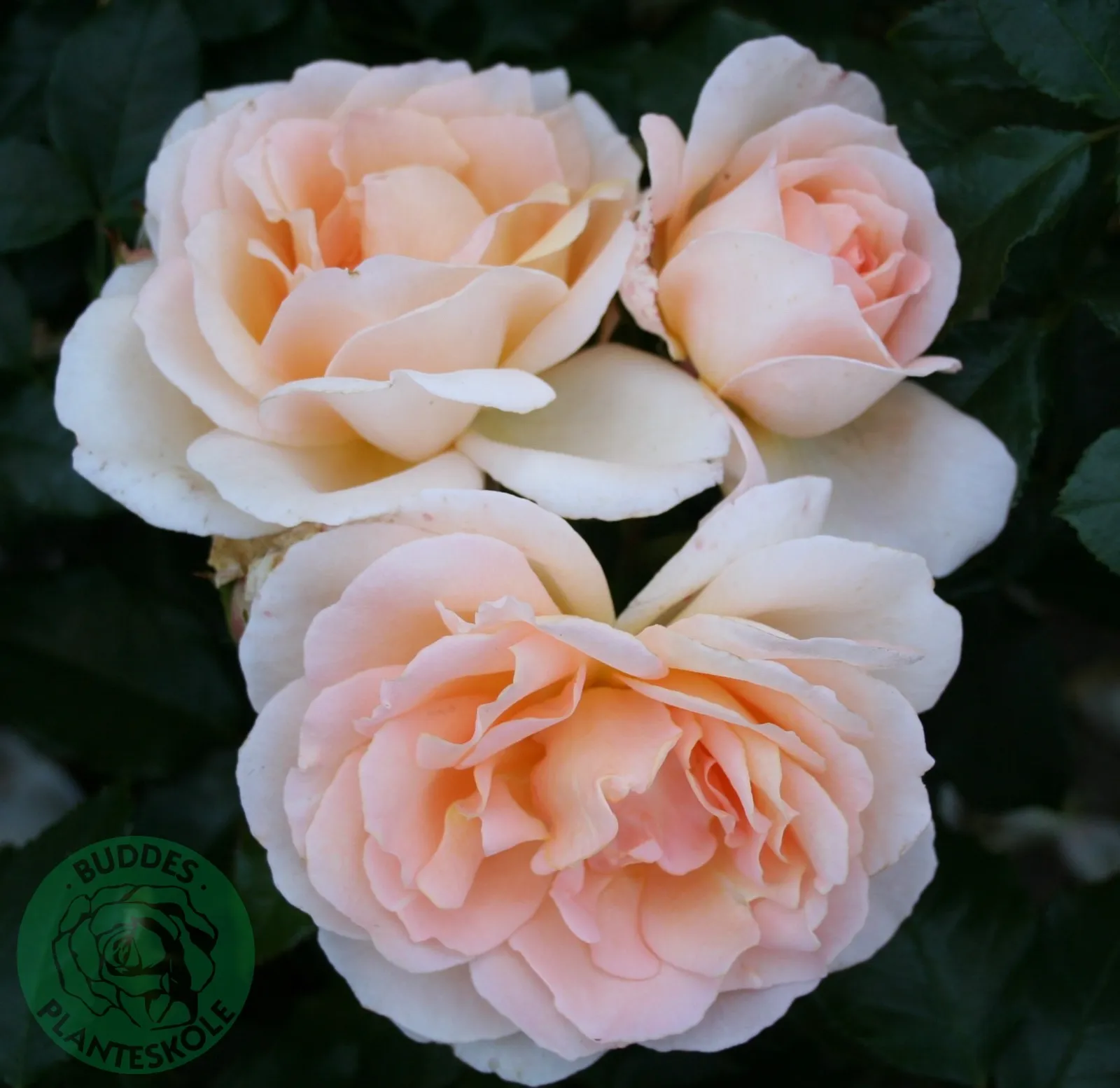 Ros 'Morten Korch', syn. tehybridros CHANDOS BEAUTY ('Harmisty'PBR) - bild 2