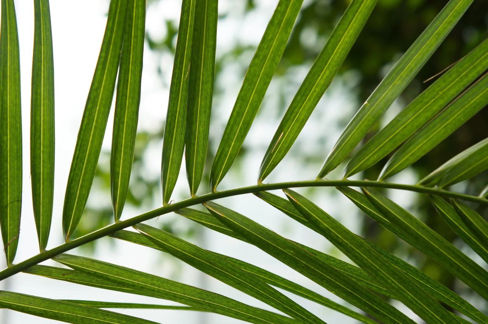 Kanariepalm (kanarisk dadelpalm), 70/80 cm - bild 3