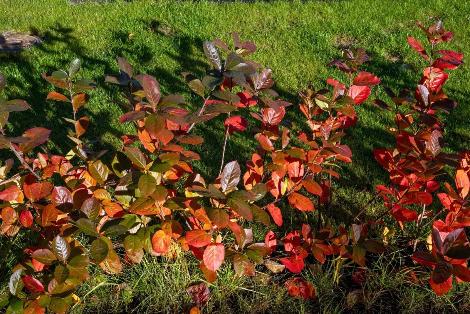 Slånaronia 'Elata', 60-100 cm, Goliat — detalj 4