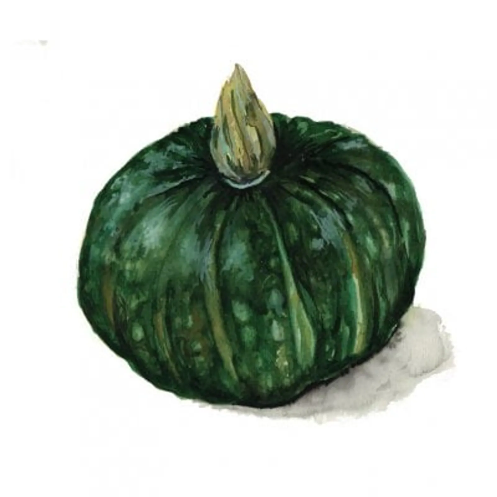 Buttercup Bush Emerald vintersquash frö med vintersquash med hårt skal