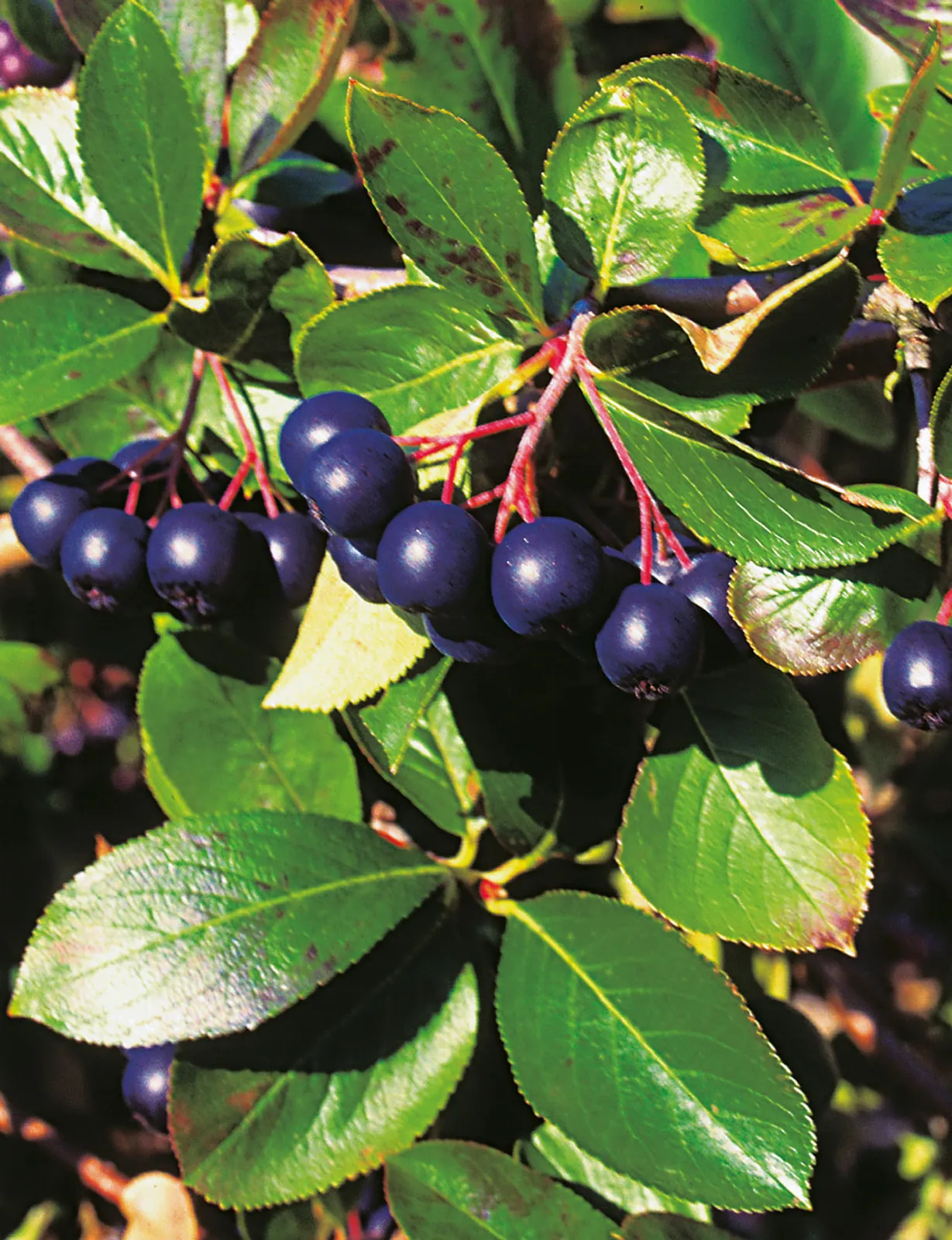 Svartaronia 'Hugin' E - bild 2