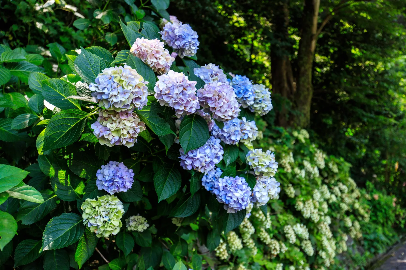 Hortensia THE ORIGINAL ('Bailmer') - bild 6