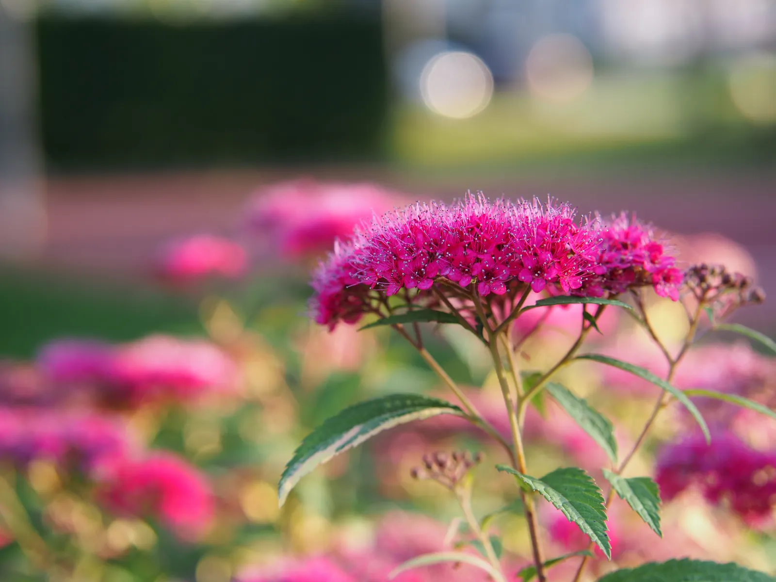 Rosenspirea - bild 4