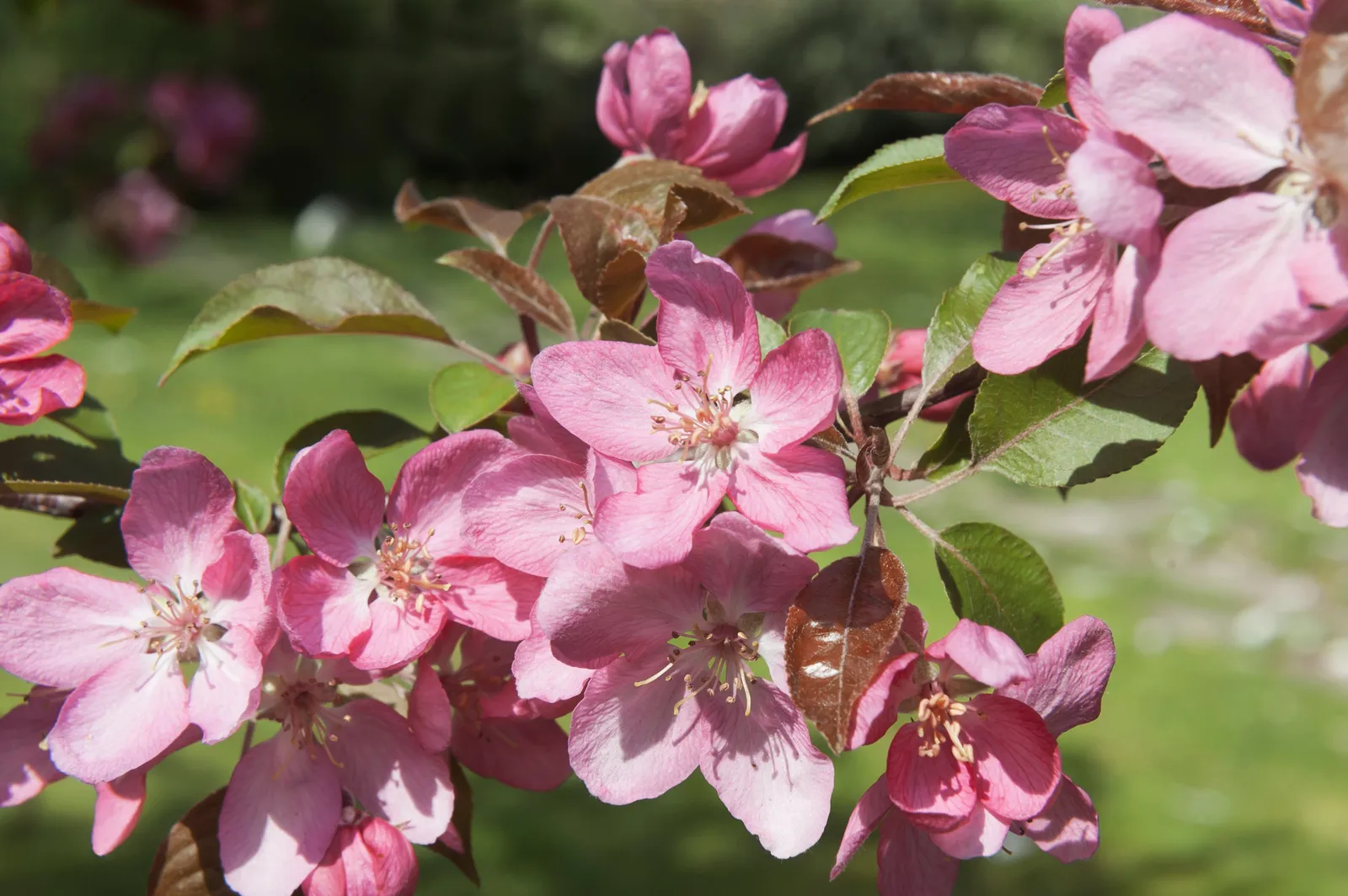 Prydnadsapel 'Pink Spires', Sh 90-110 - bild 1
