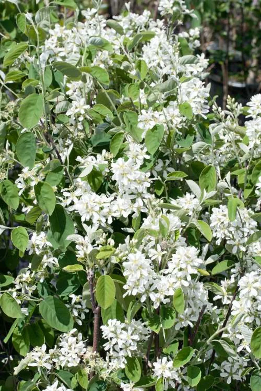 Bärhäggmispel ung planta som ger vita blommor och söta blåsvarta ätbara bär på hösten.