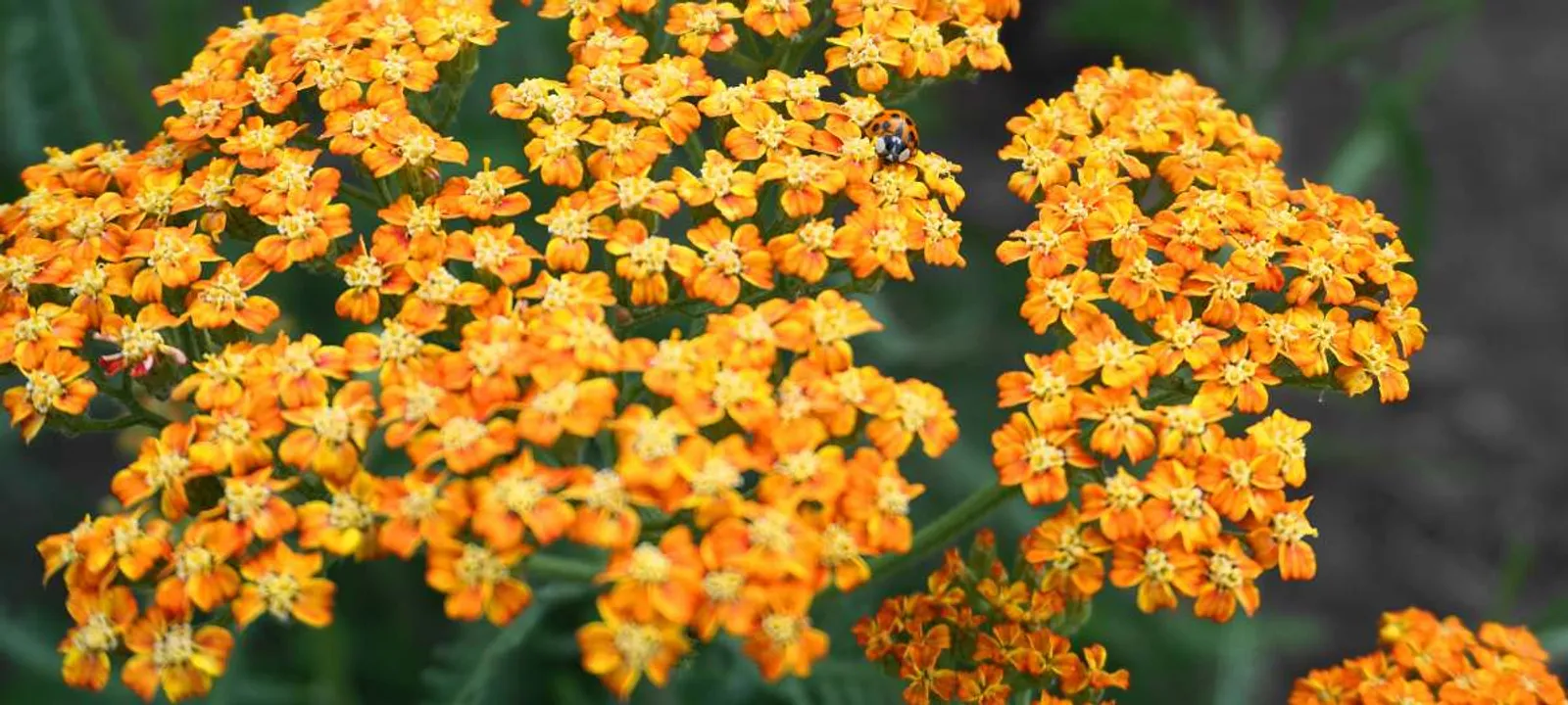 Gyllenröllika 'Terracotta' med varma orangeröda blommor som skiftar till gult, en torktålig perenn.