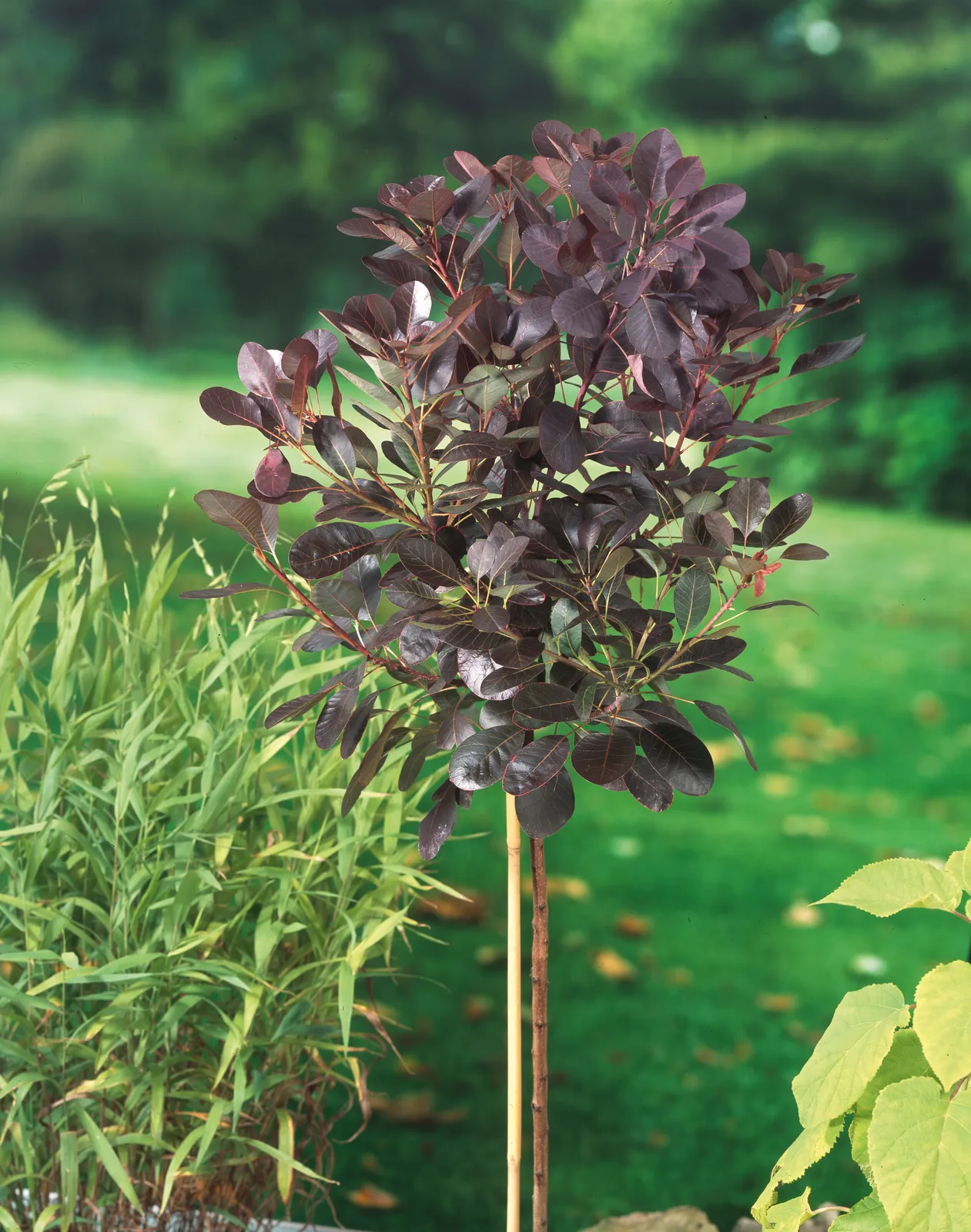 Rödbladig perukbuske 'Royal Purple', Sh 80 - bild 4