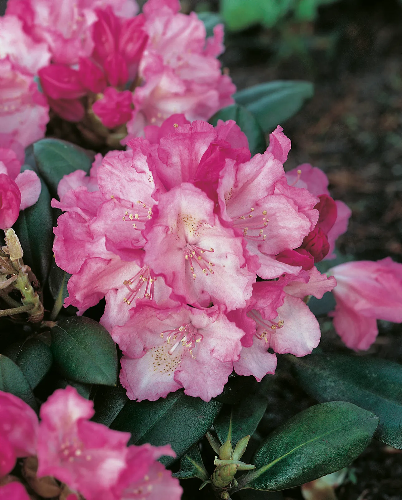 Yakushimanum-rododendron 'Polaris', 25-30 cm - bild 1