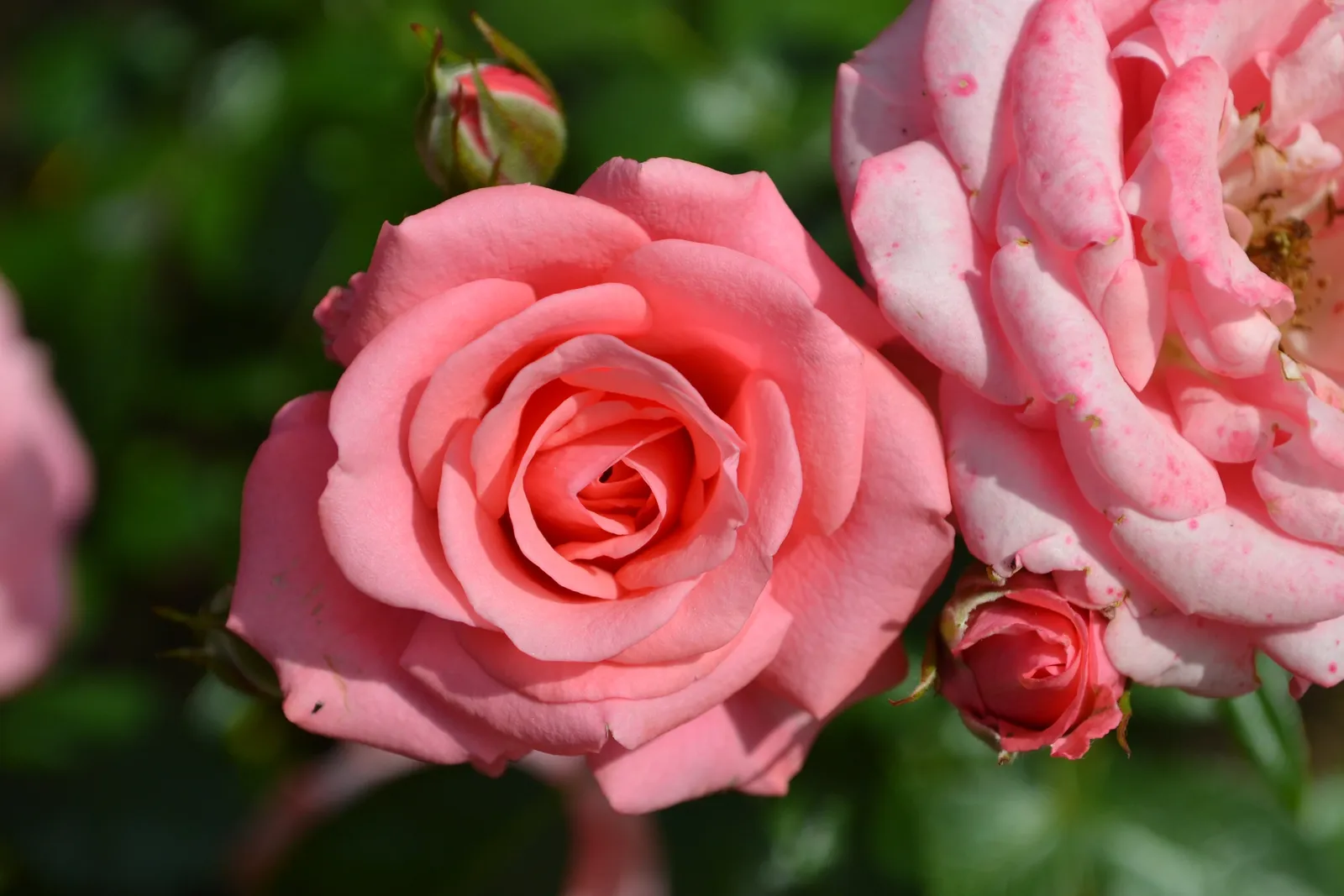 Floribundaros BELLA ROSA ('Korwonder') - bild 2