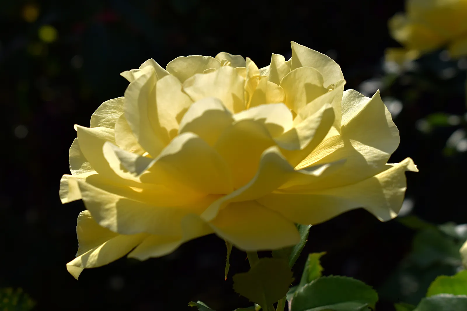 Floribundaros FRIESIA® ('Korresia') - bild 5