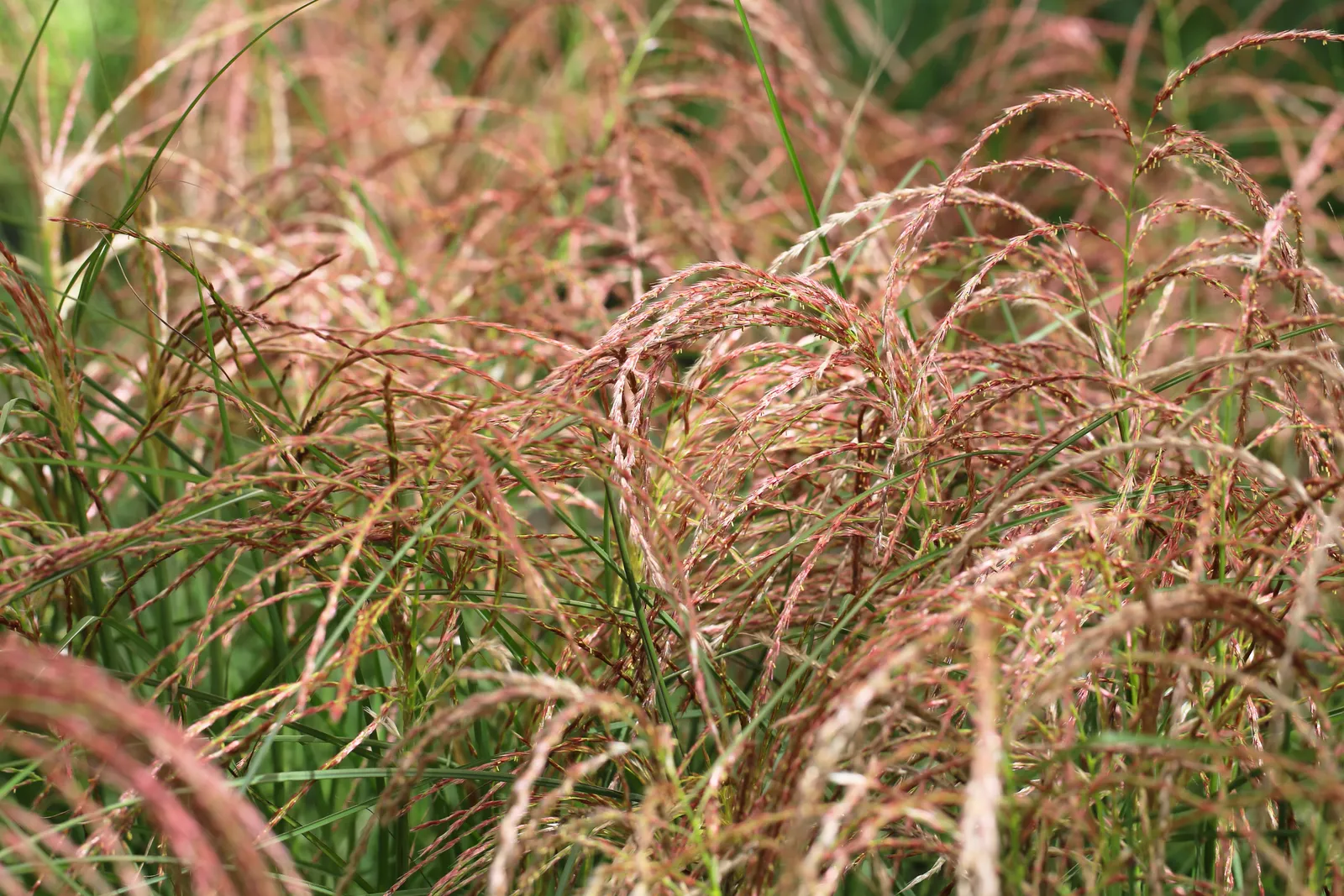 Glansmiskantus 'Red Chief', syn. japanskt gräs, 2L - bild 2