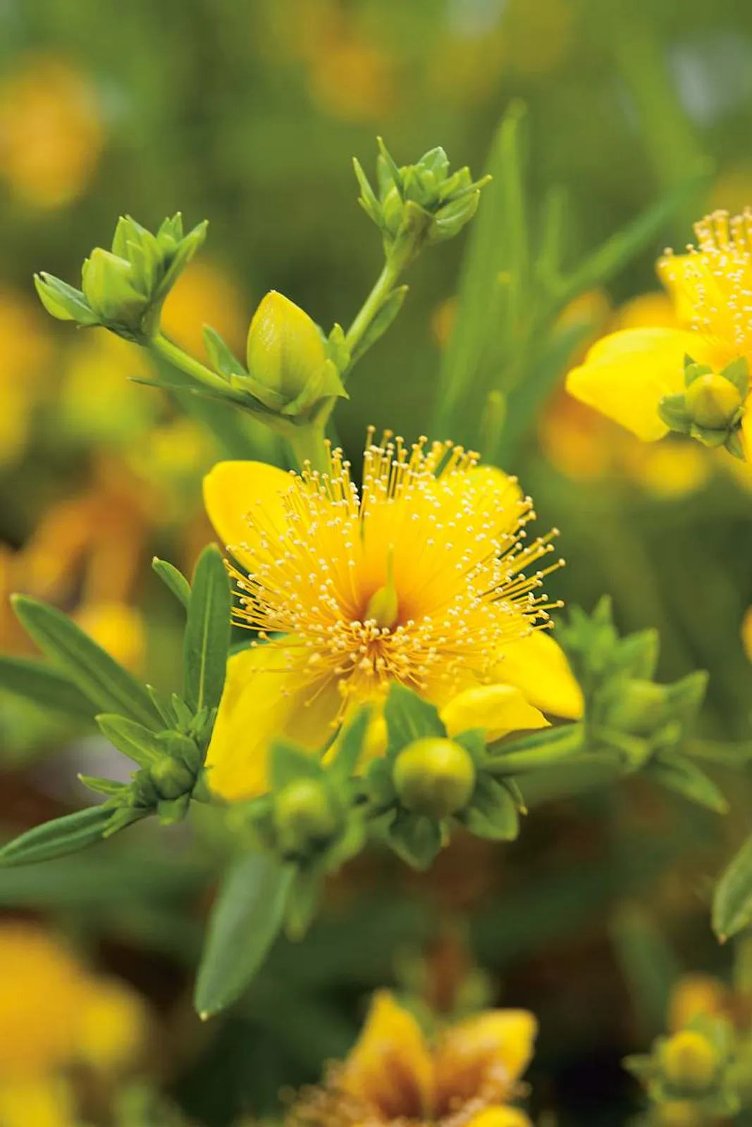 Knapphyperikum 'Gemo' med gula blommor och dekorativa röda fruktkapslar, en tålig buske.